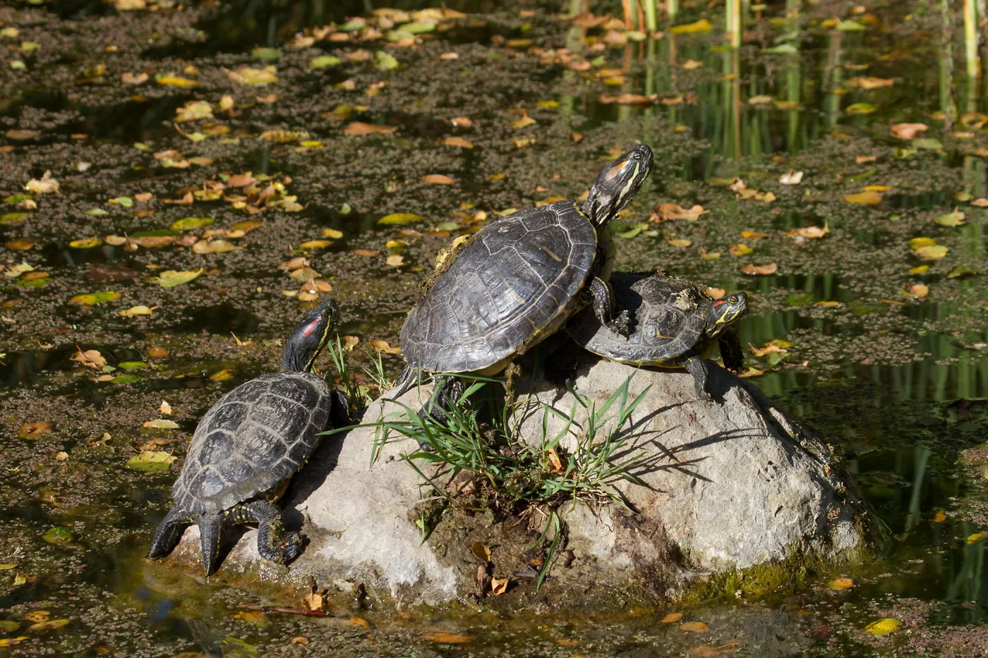 Turtles