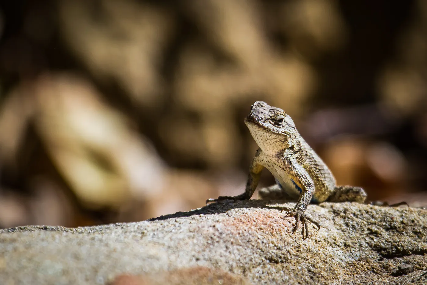 Western Fence Lizard