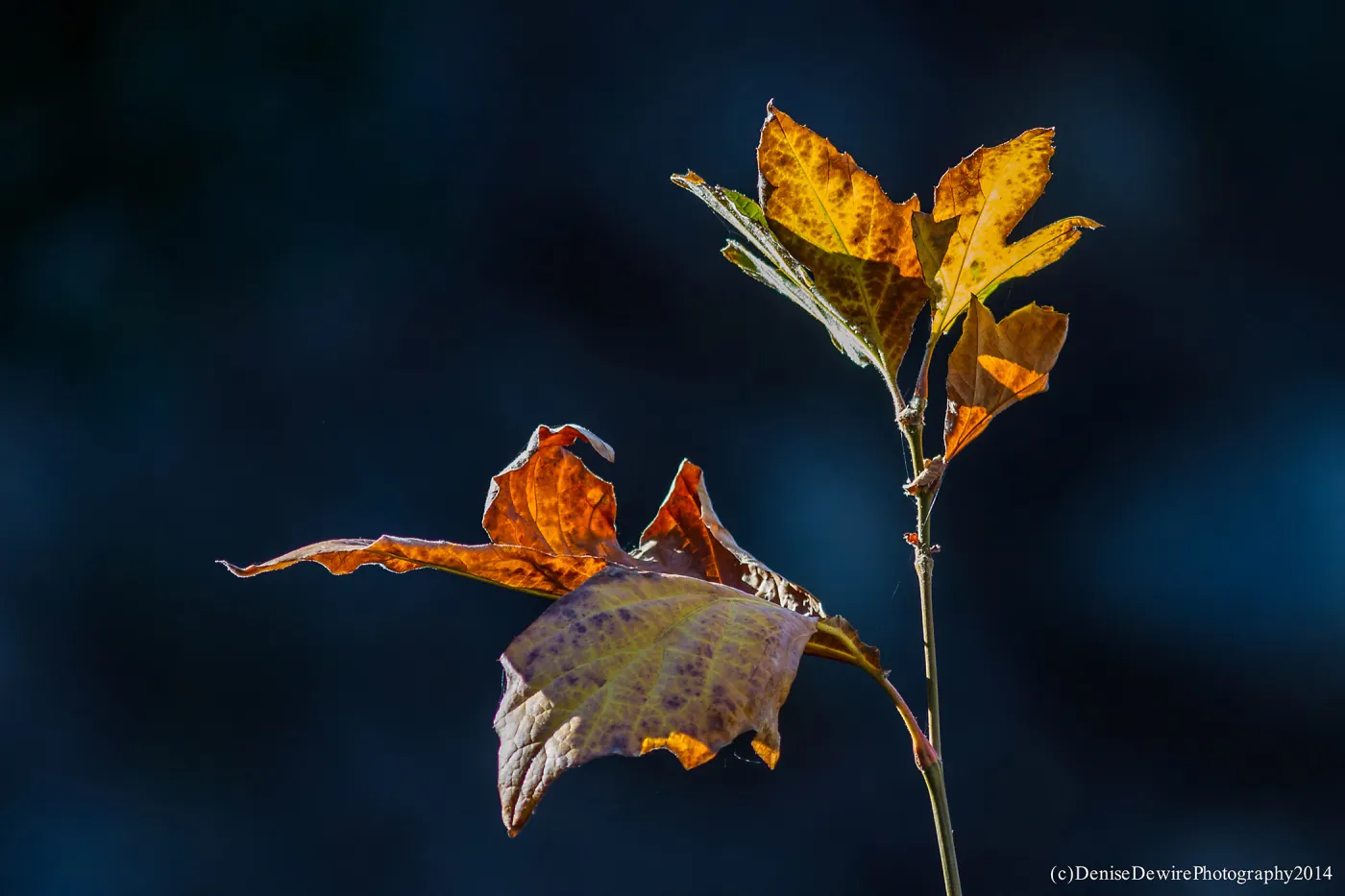 Leaves