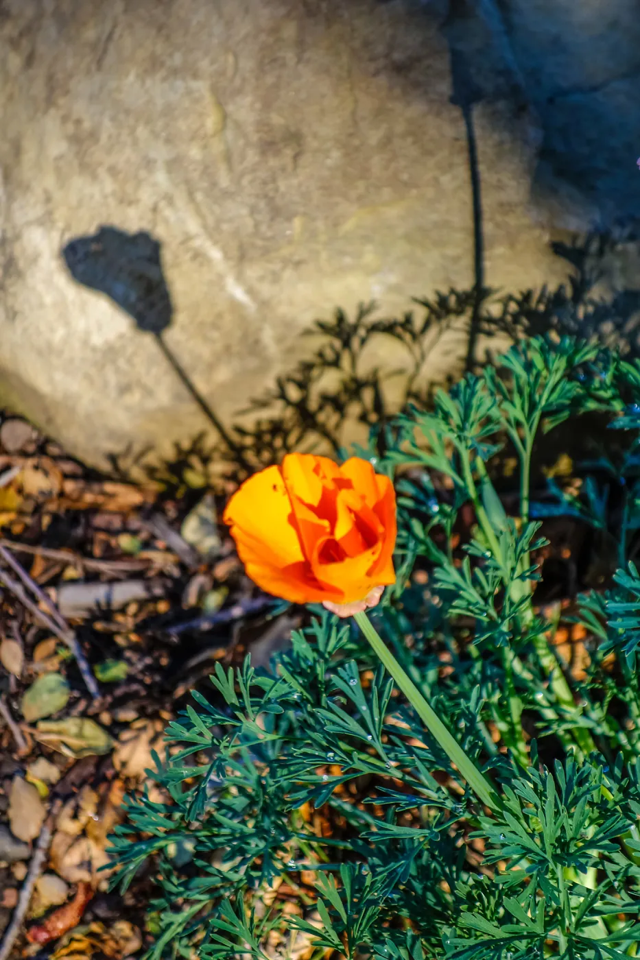 California Poppy