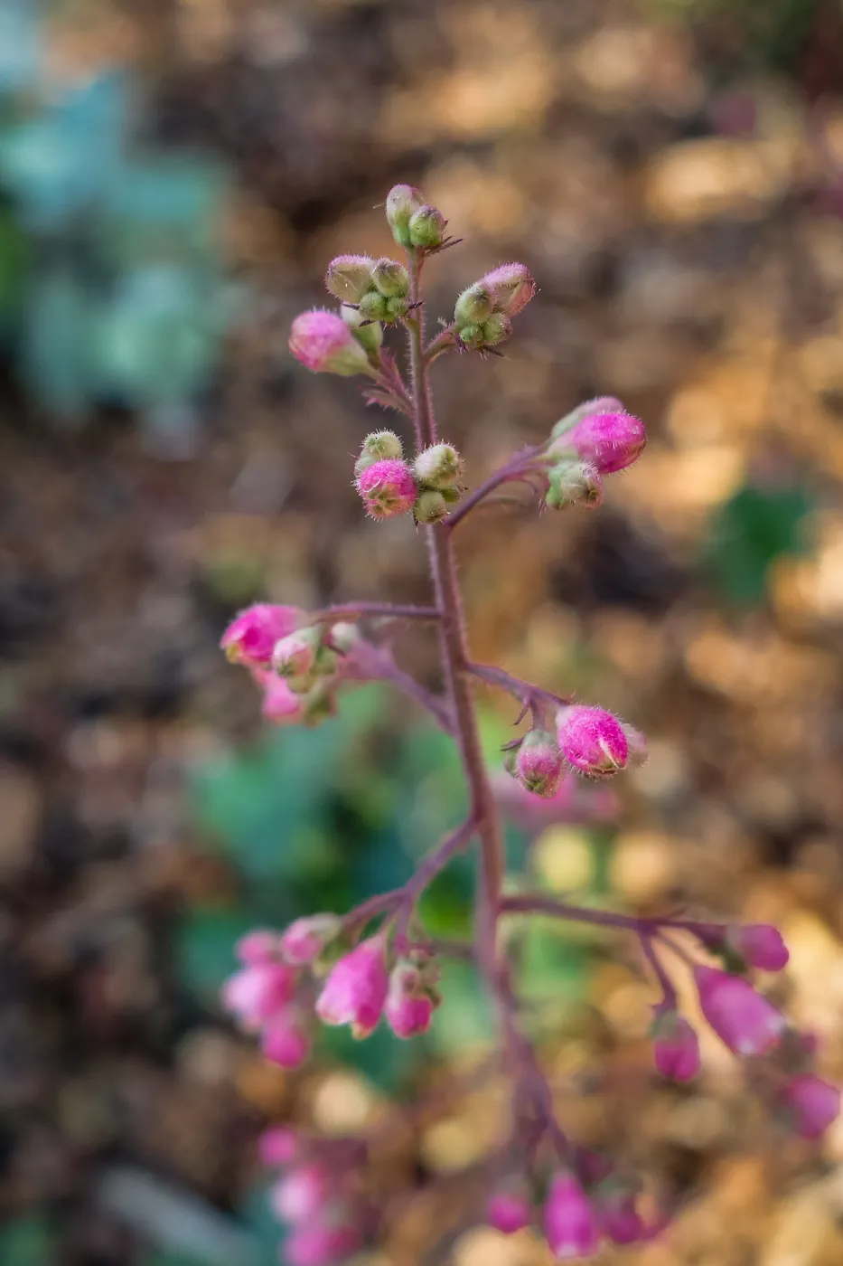 Coral Bells
