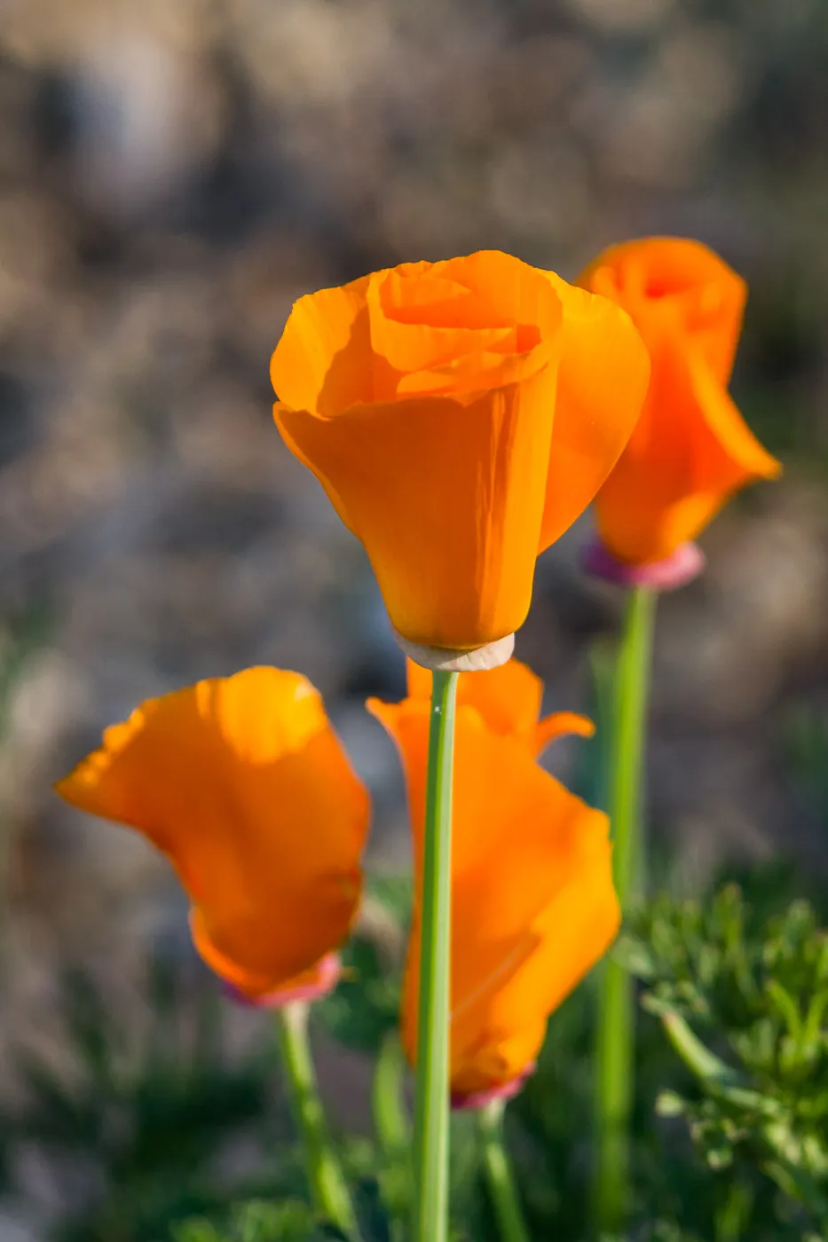 California Poppy