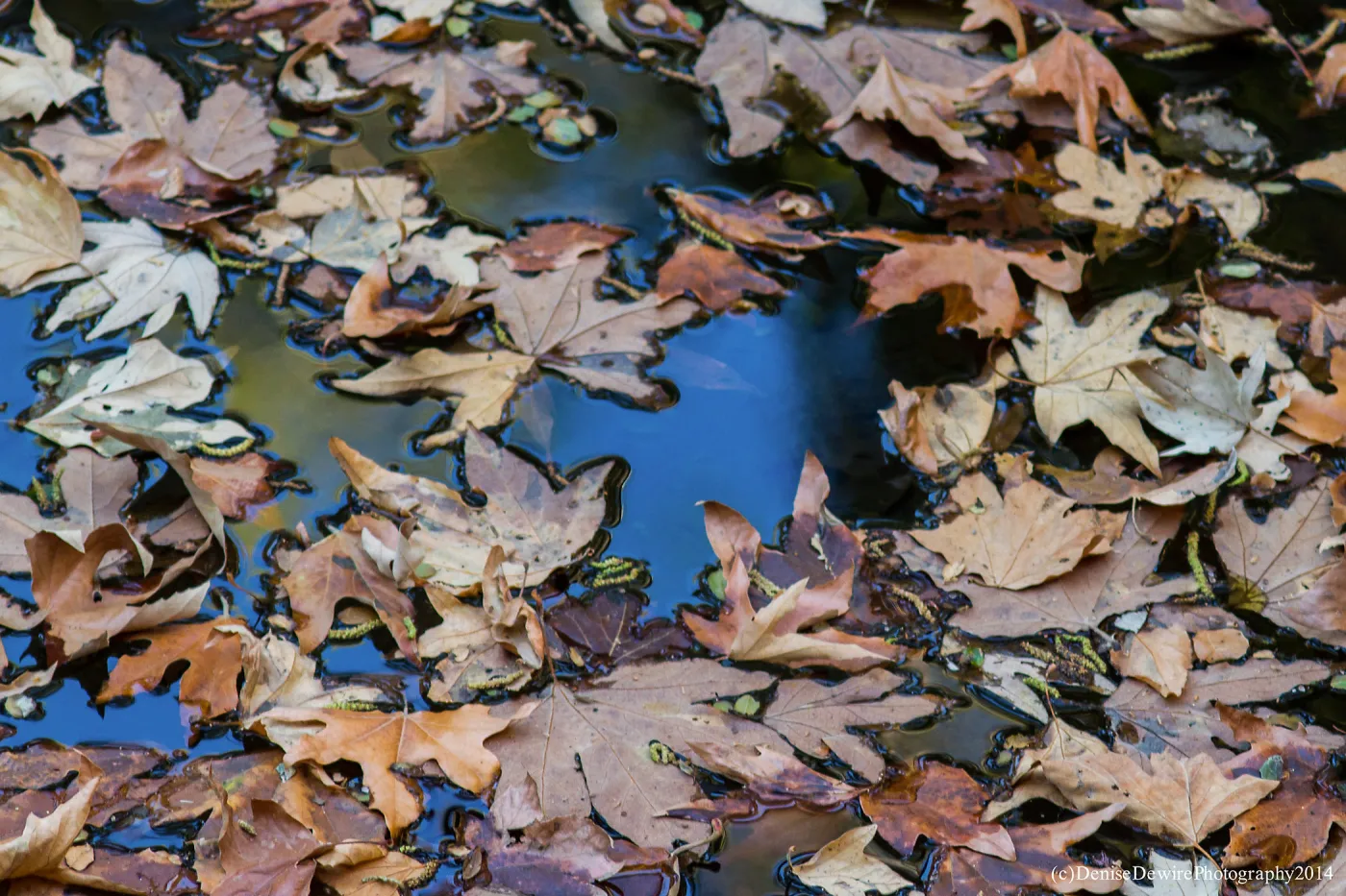 Leaves and Water