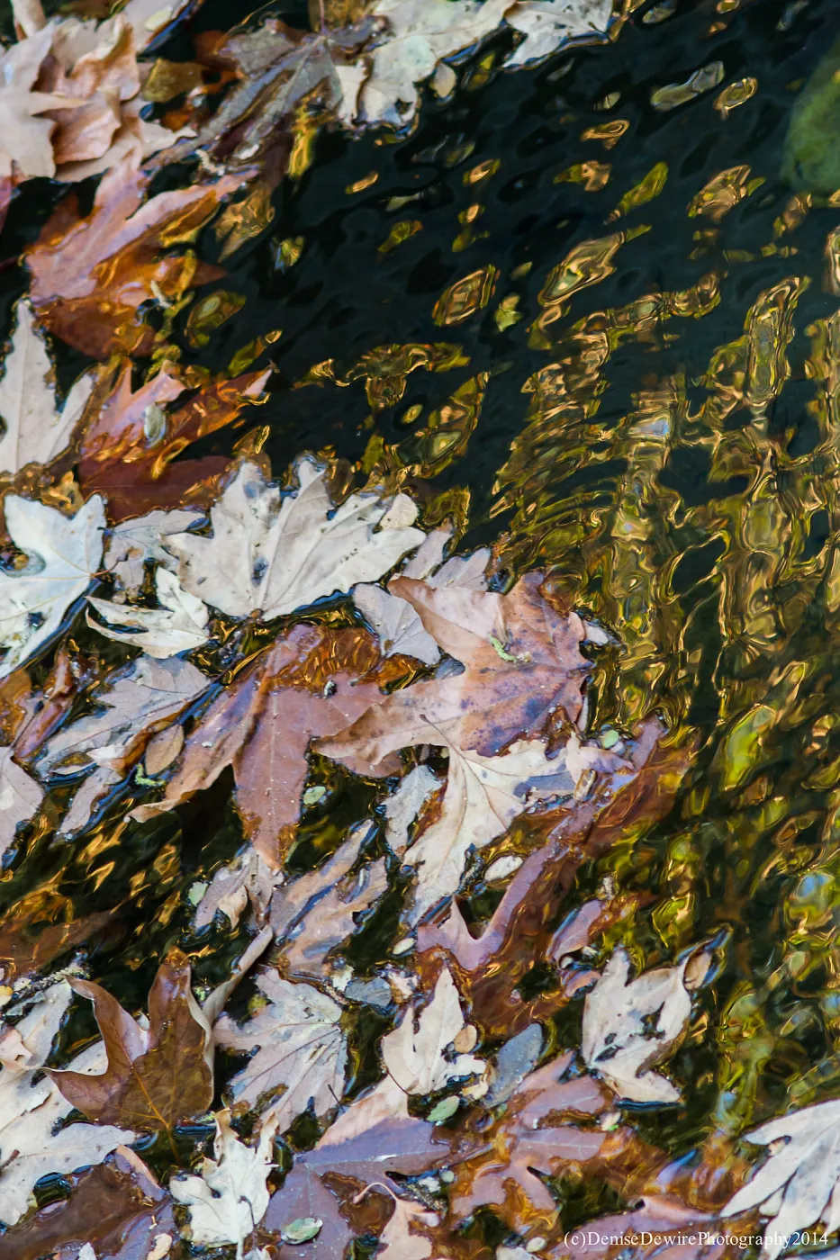 Leaves and Water