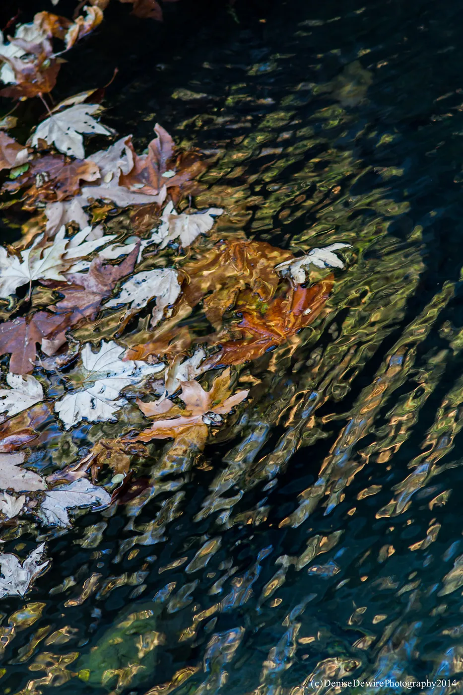 Leaves and Water