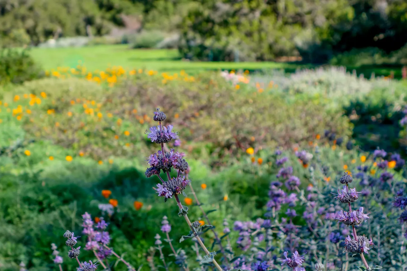 Purple Sage