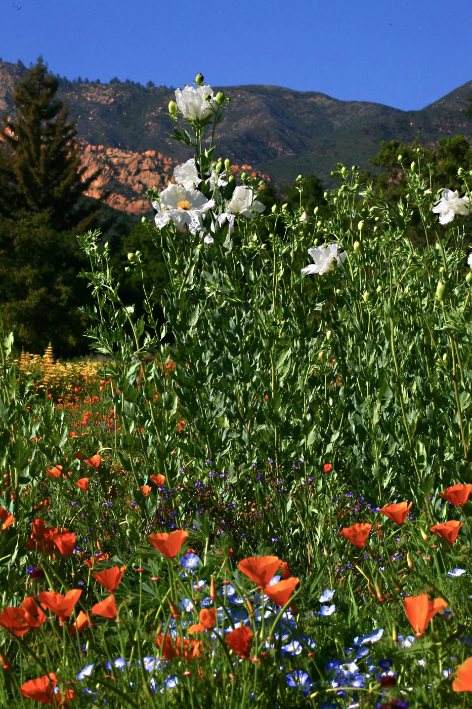 Flowers in Meadow