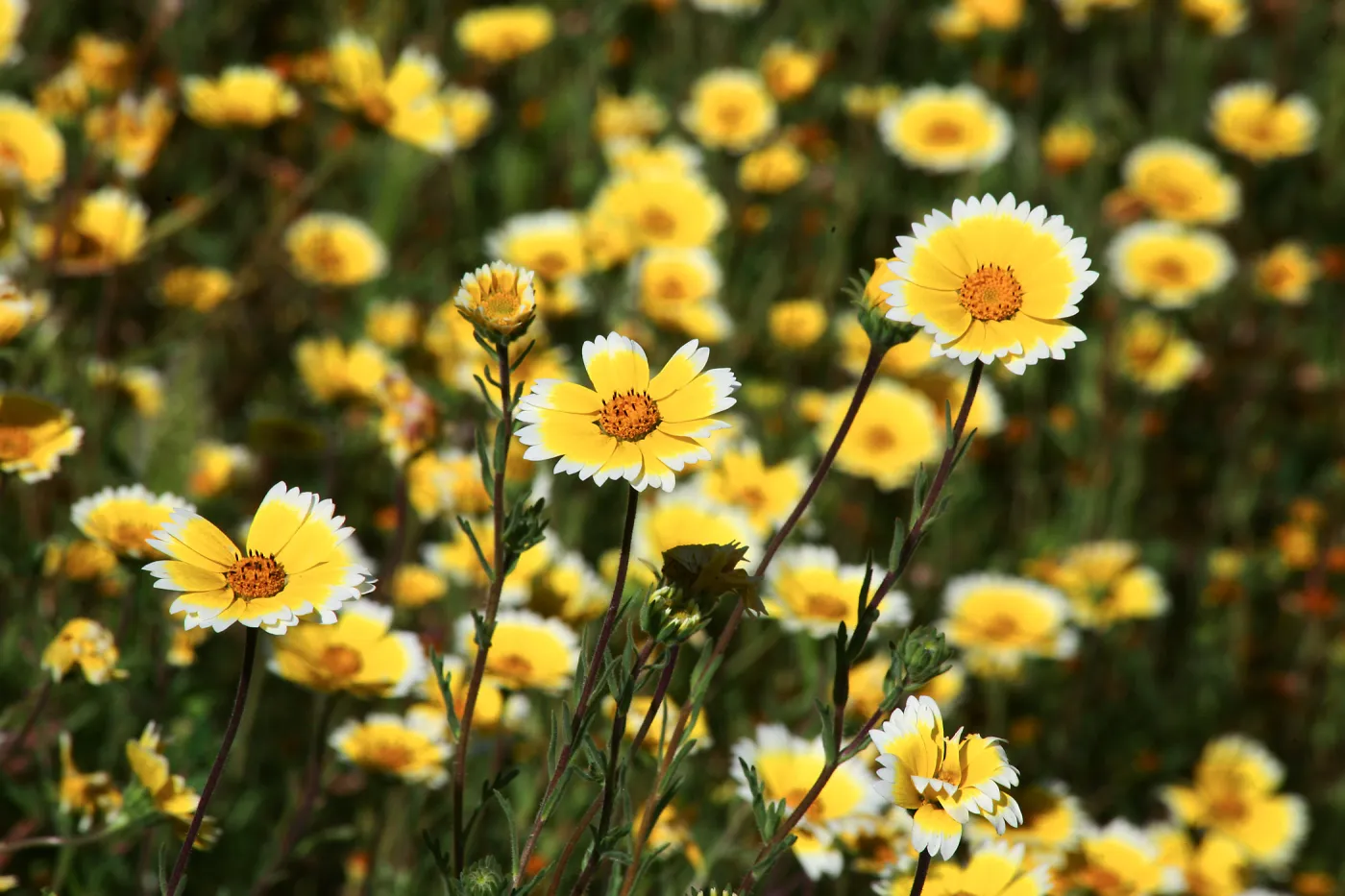 Tidytips in Meadow