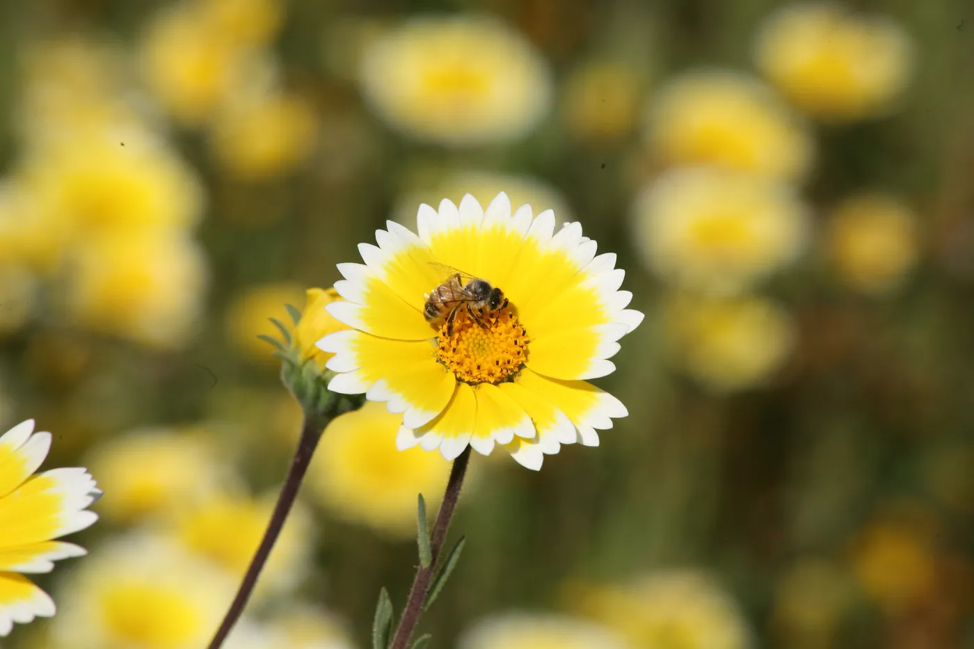 Tidytips in Meadow with Bee