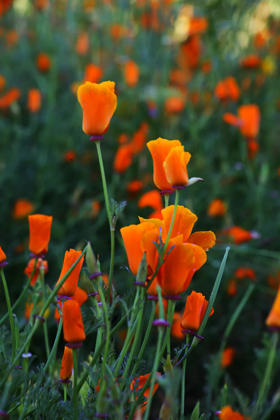 California Poppies in Meadow