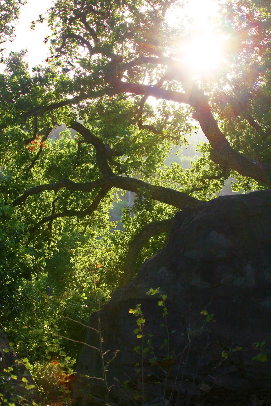 Sun Through Oaks