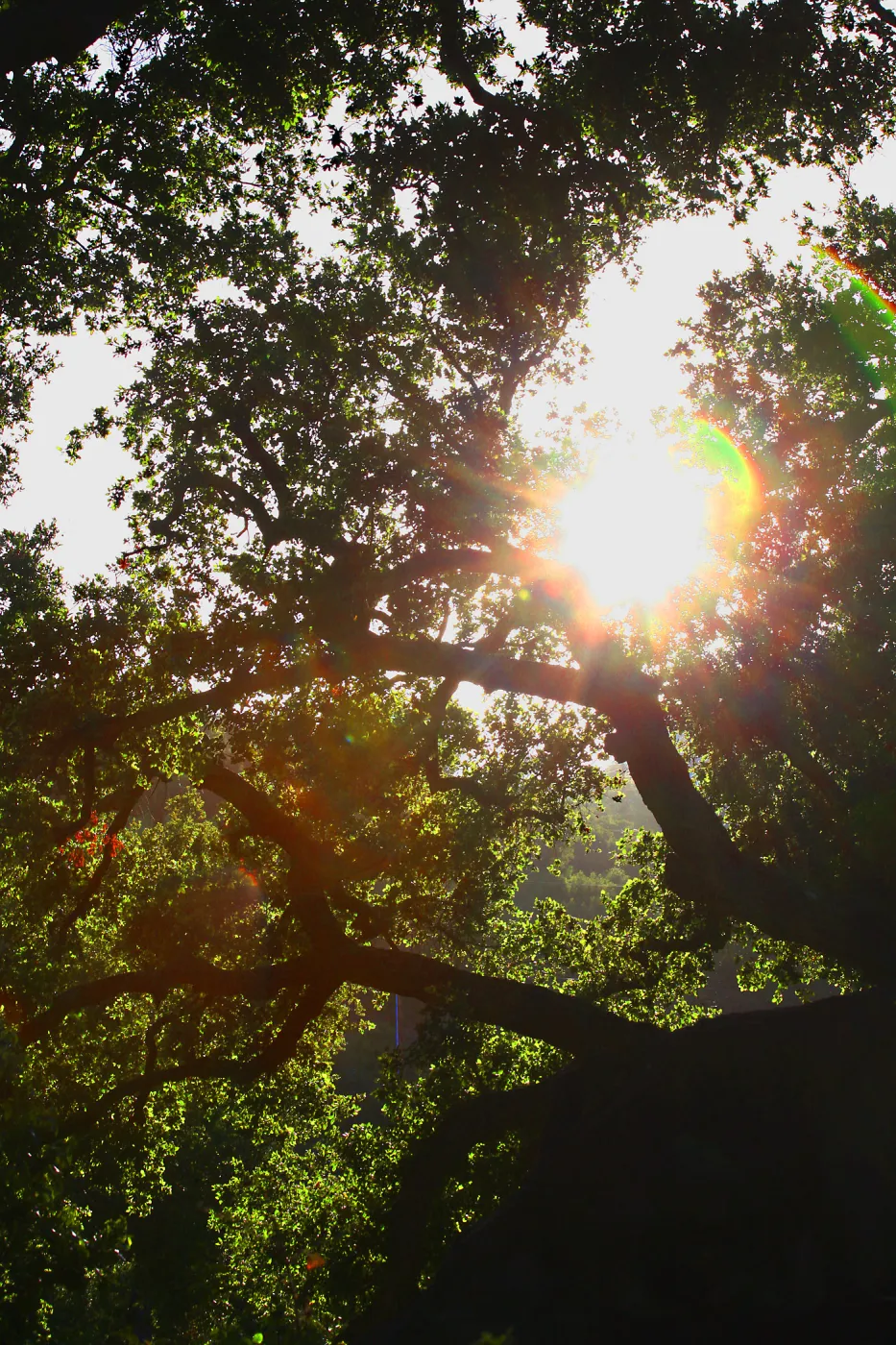 Sun Through Oaks