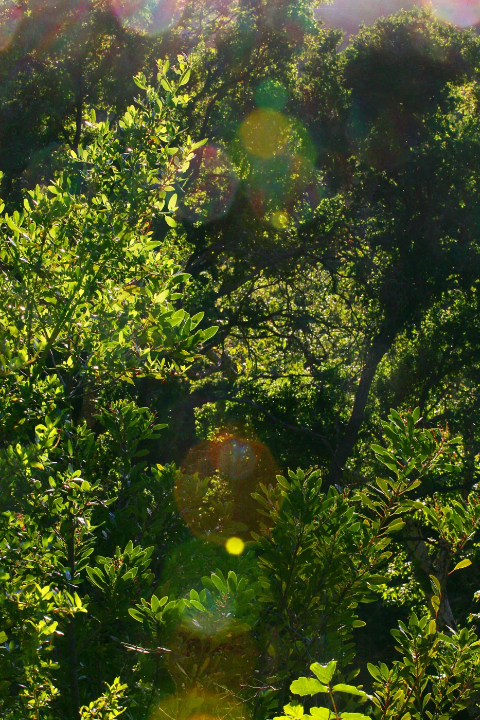 Sun Through Oaks