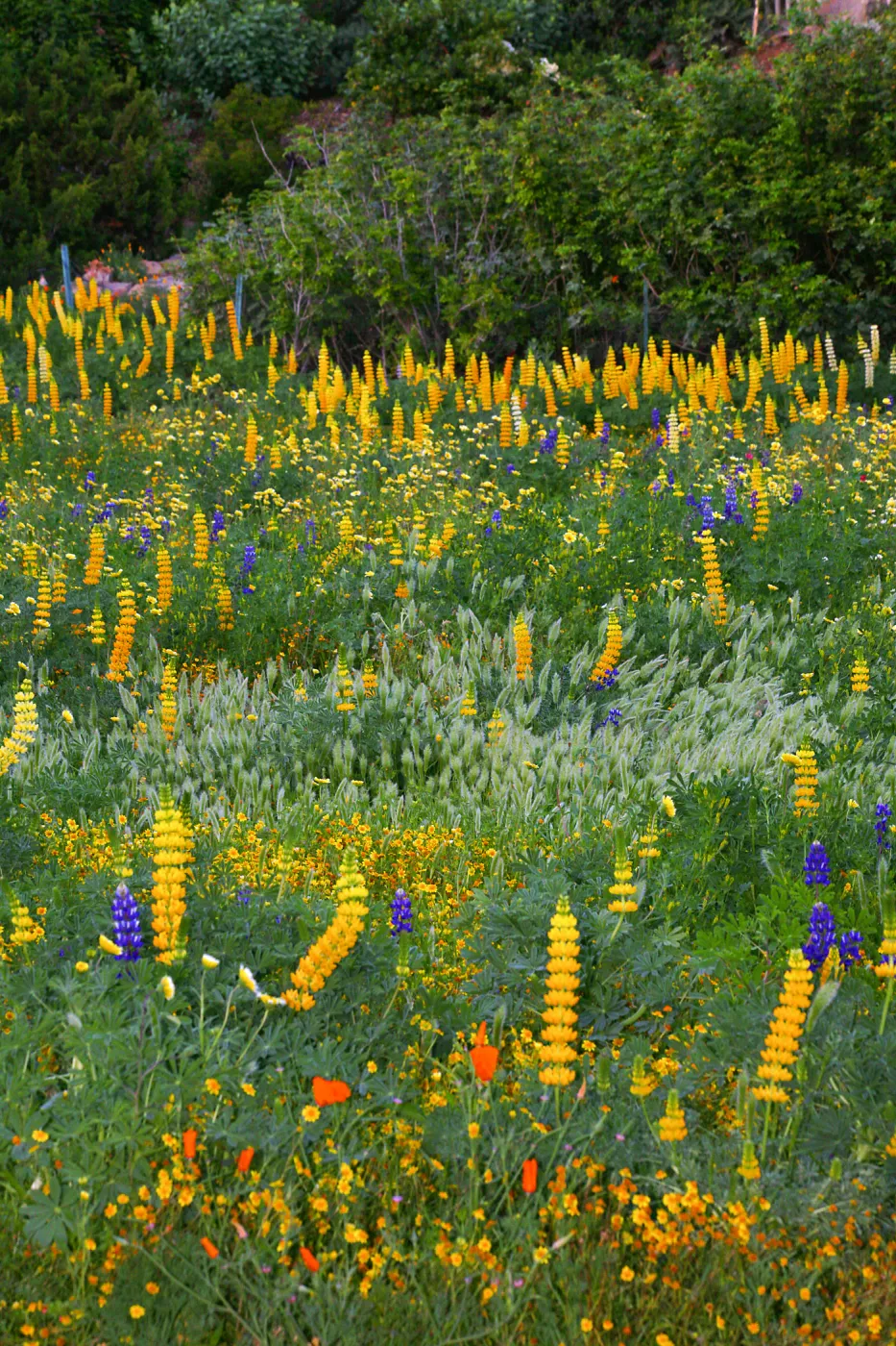 Flowers in Meadow