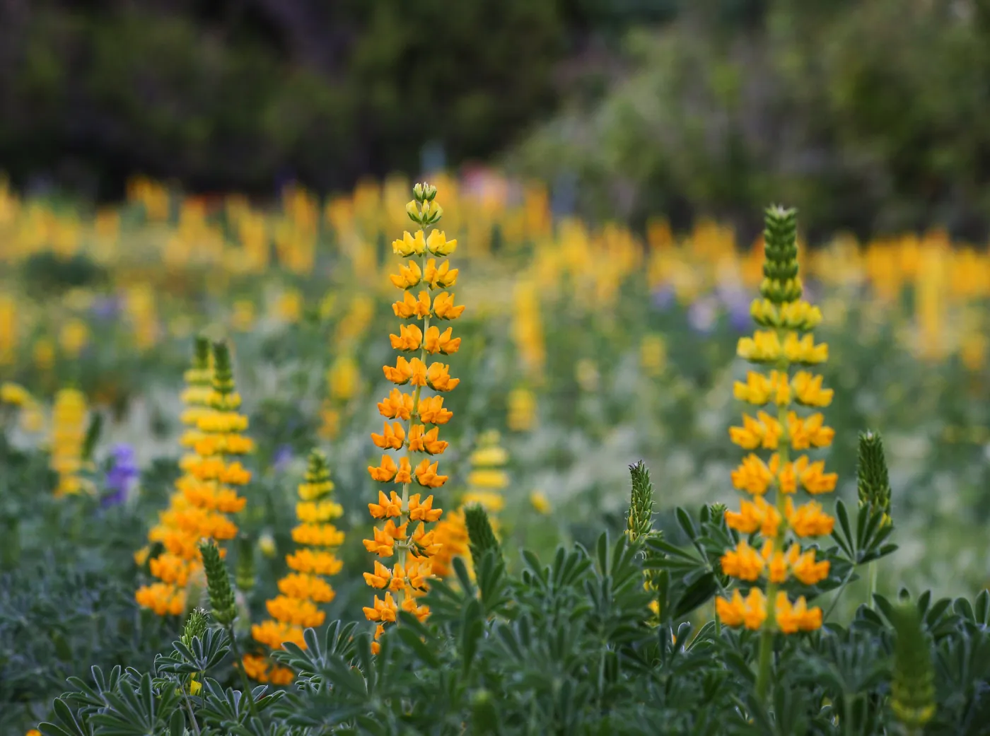 Golden Lupine in Meadow