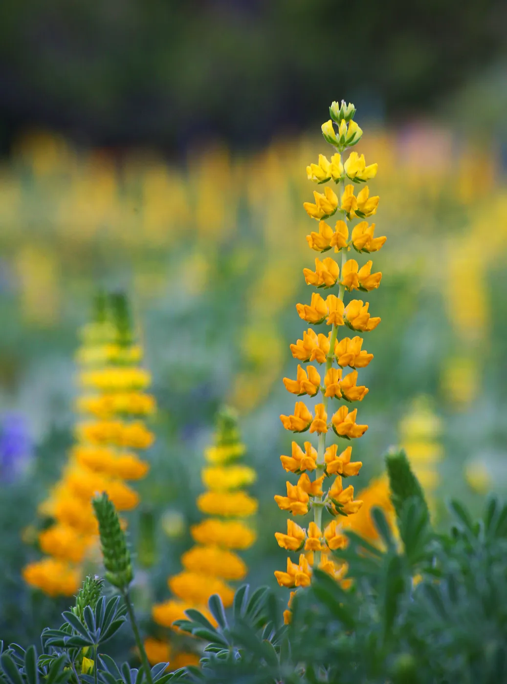 Golden Lupine in Meadow