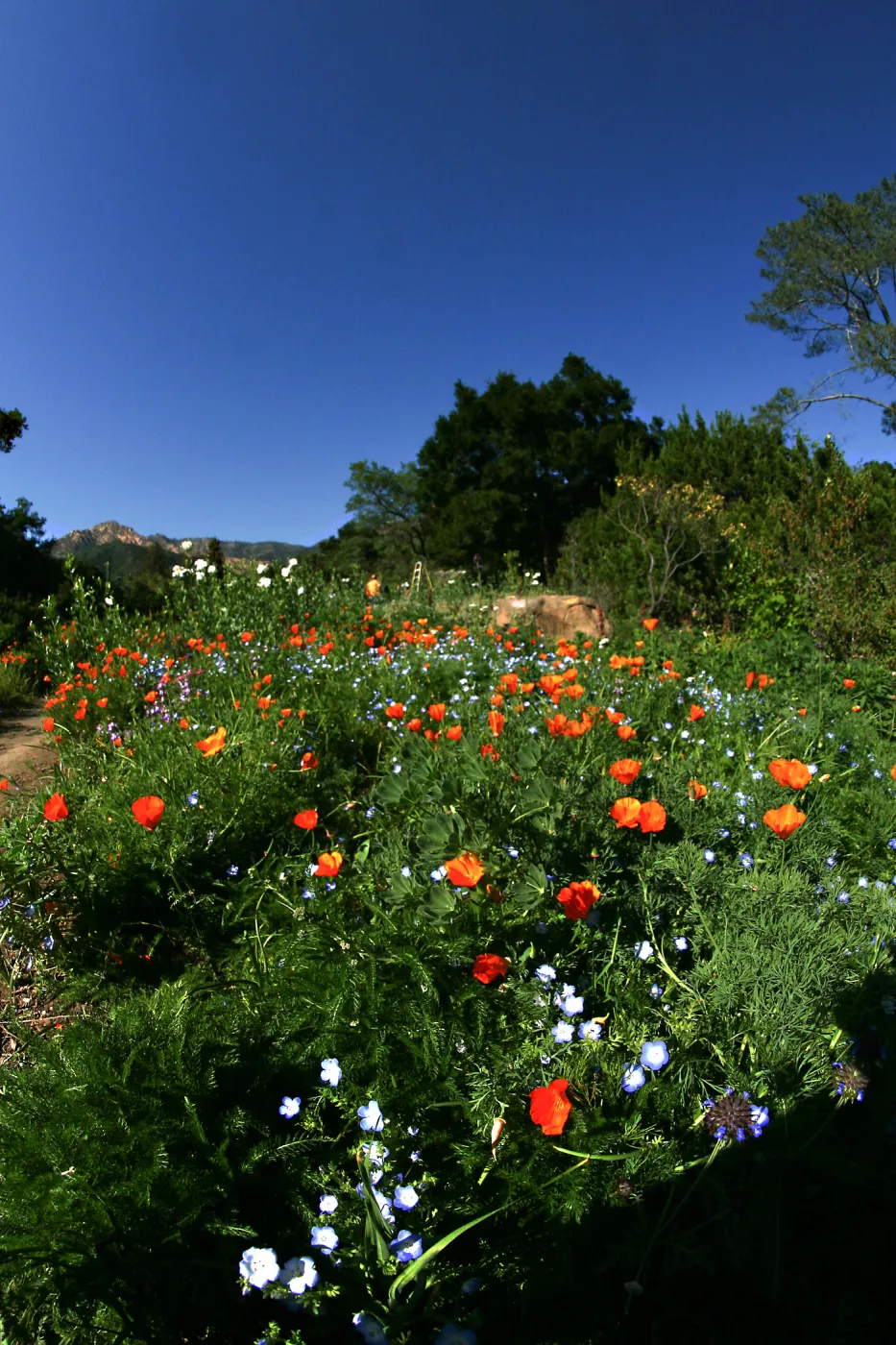 Flowers in Meadow