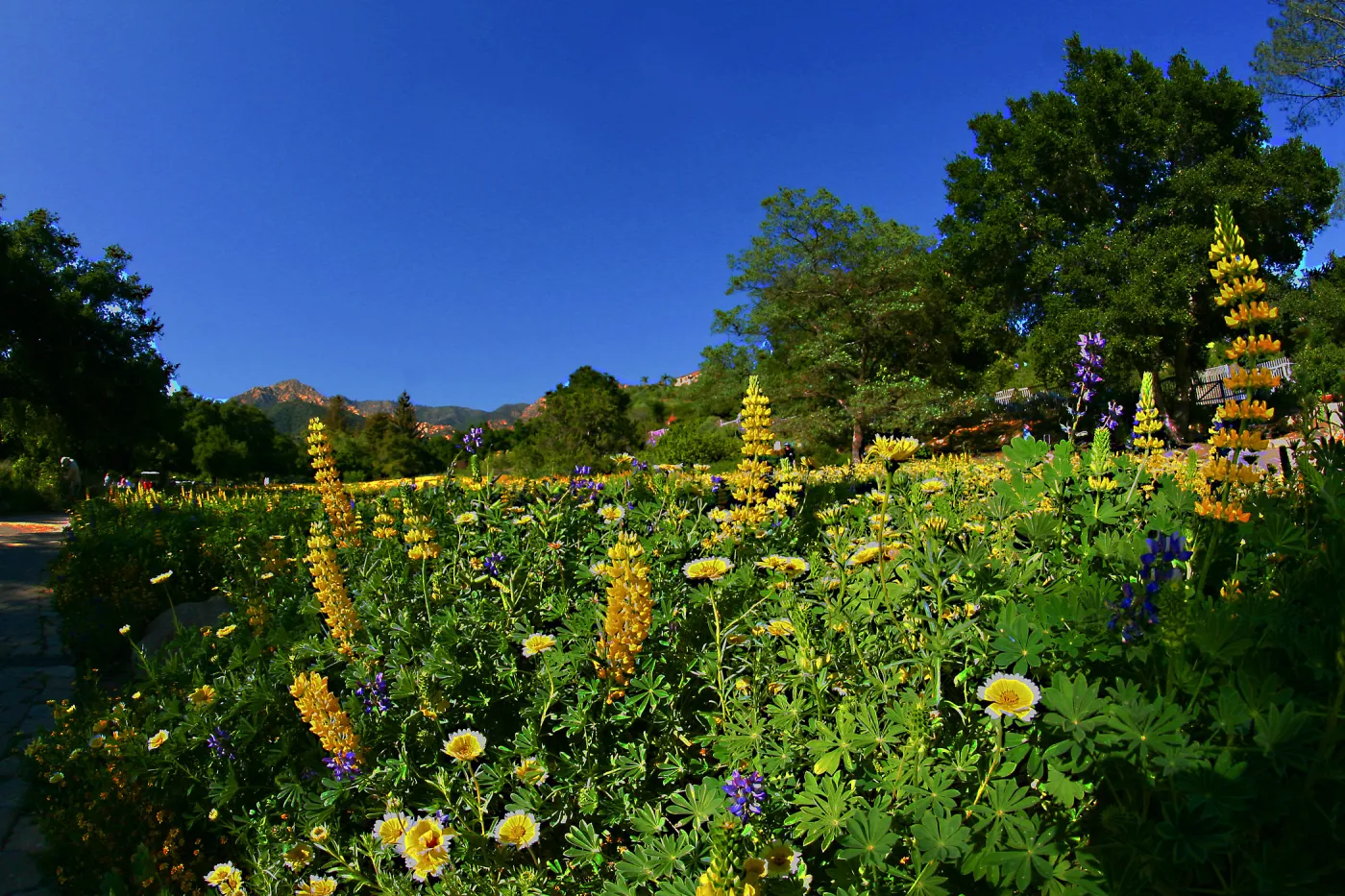Flowers in Meadow
