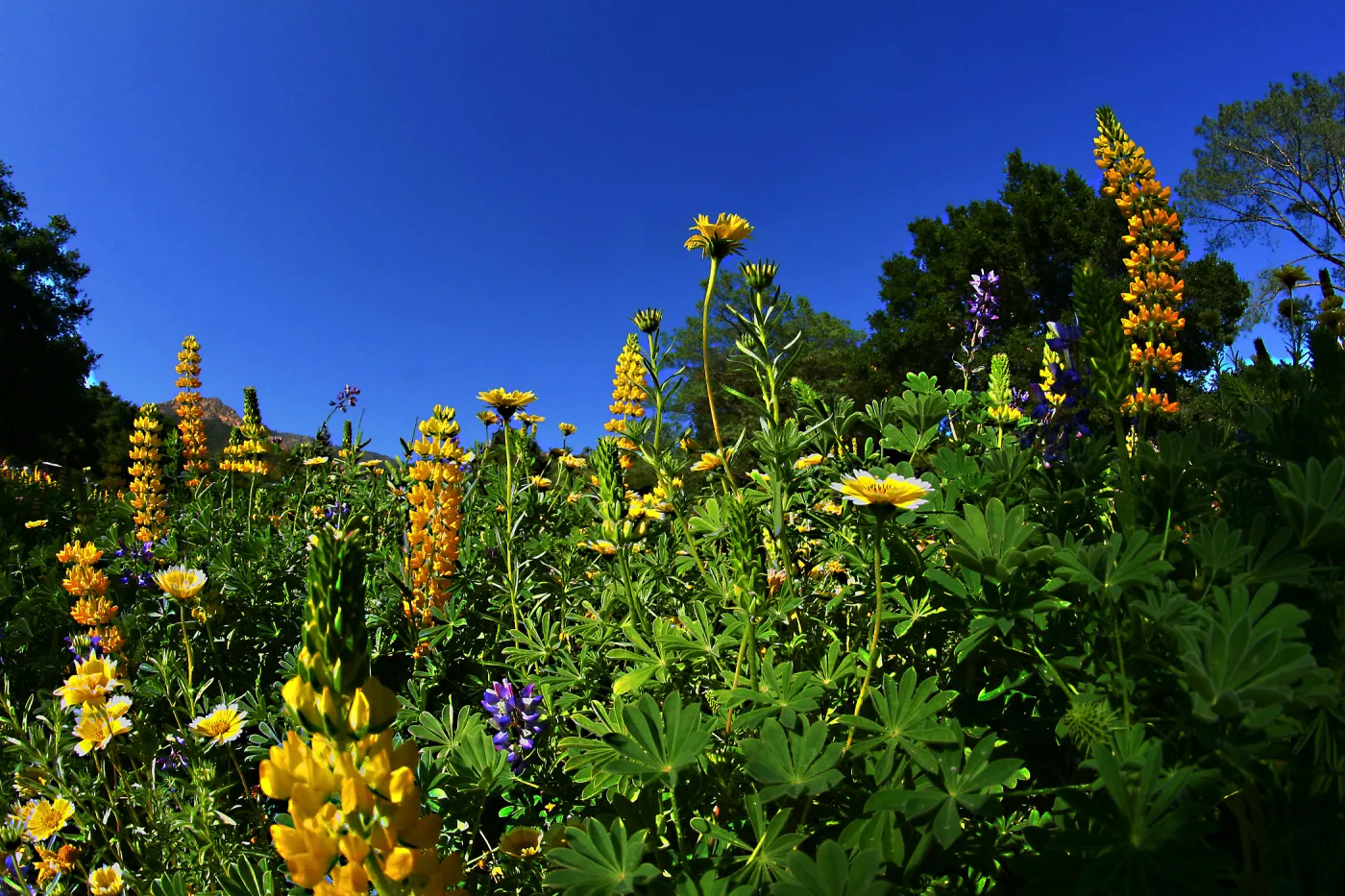 Flowers in Meadow