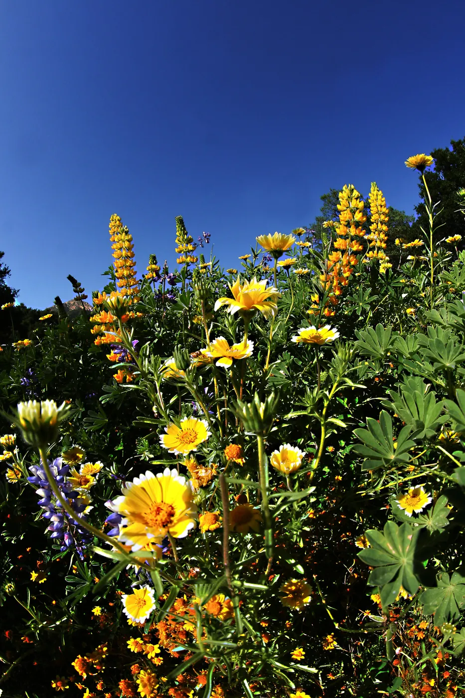 Flowers in Meadow