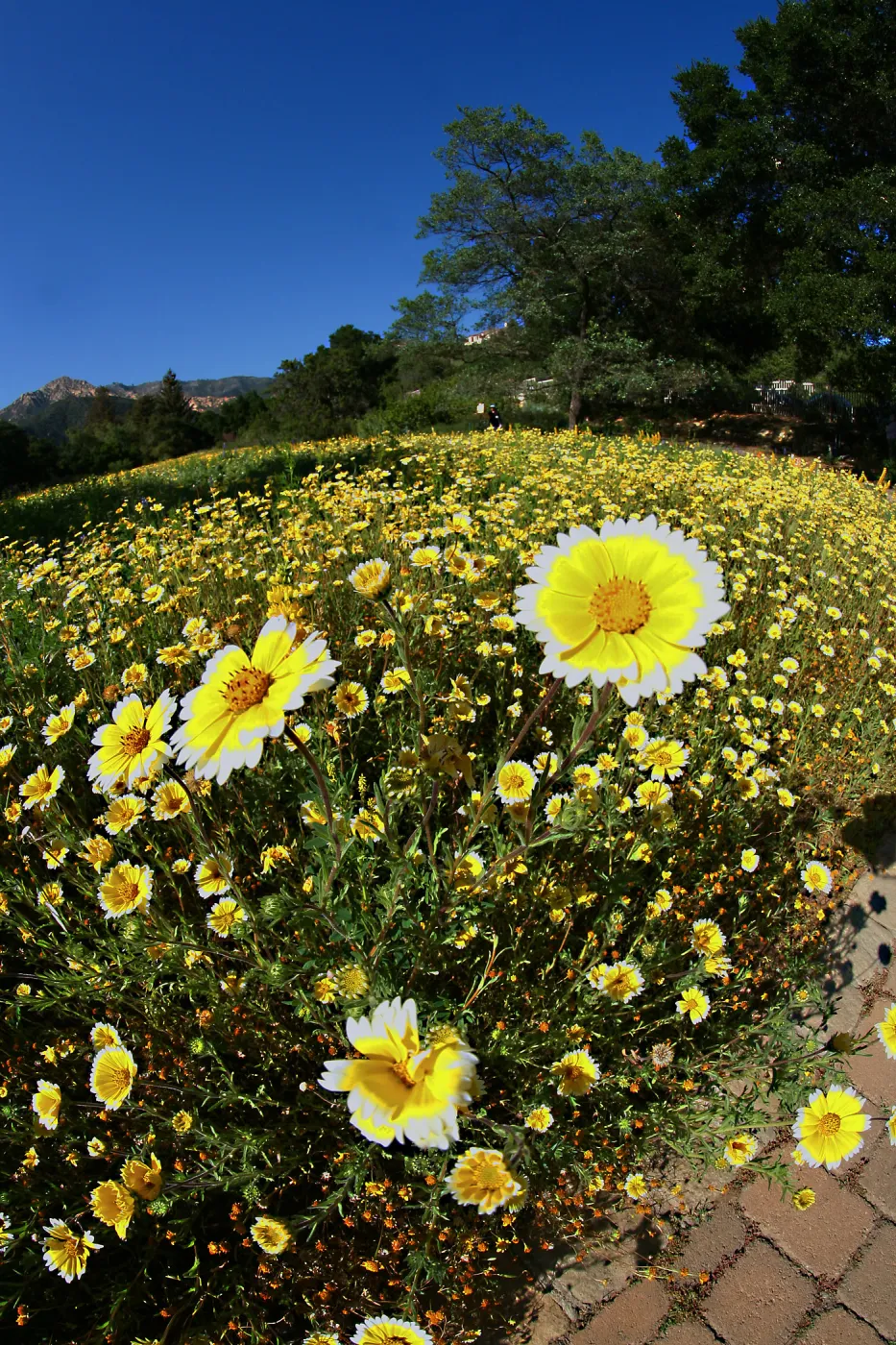 Tidytips in Meadow