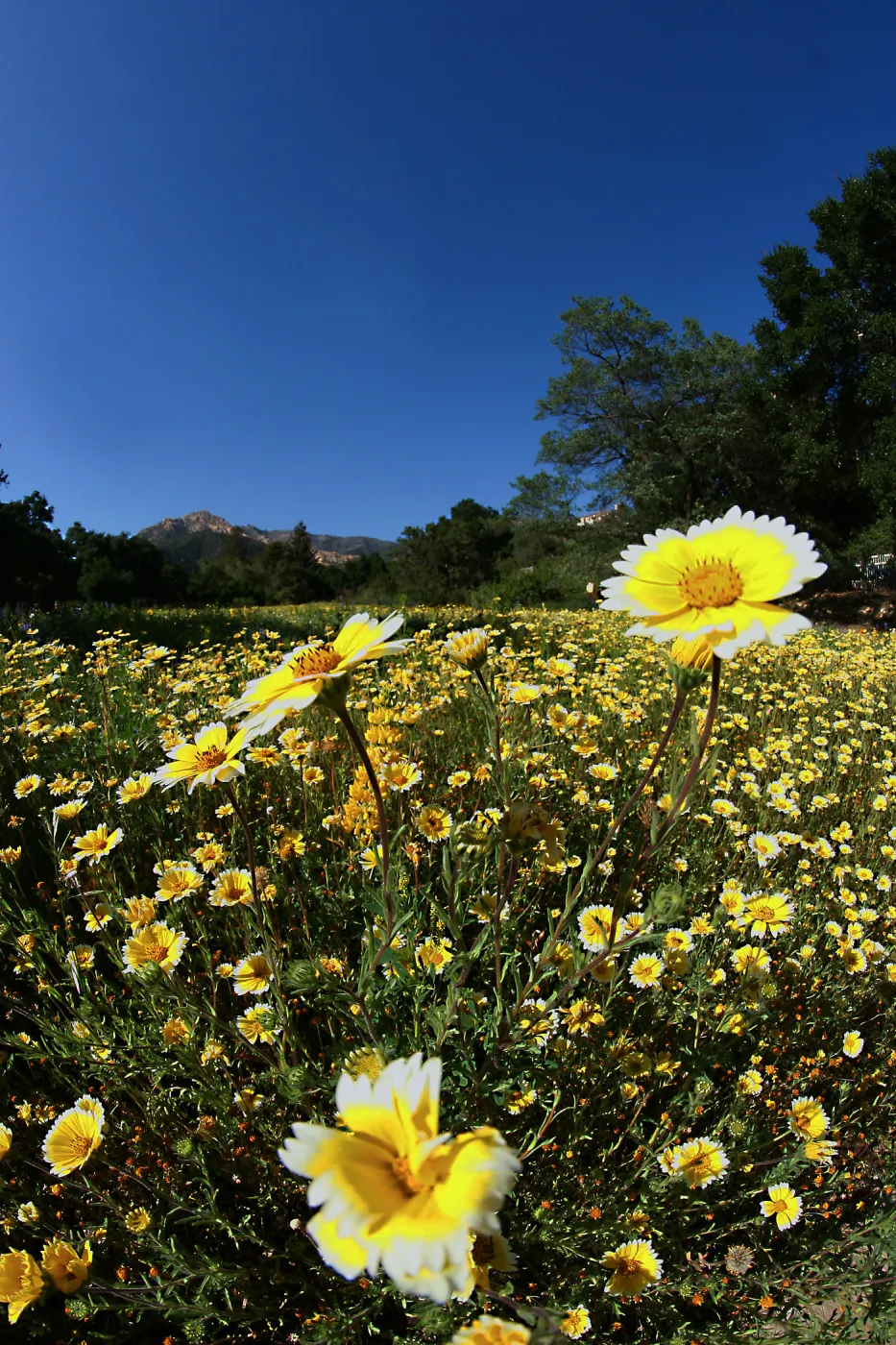 Tidytips in Meadow