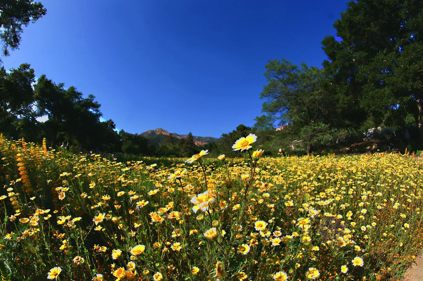 Tidytips in Meadow