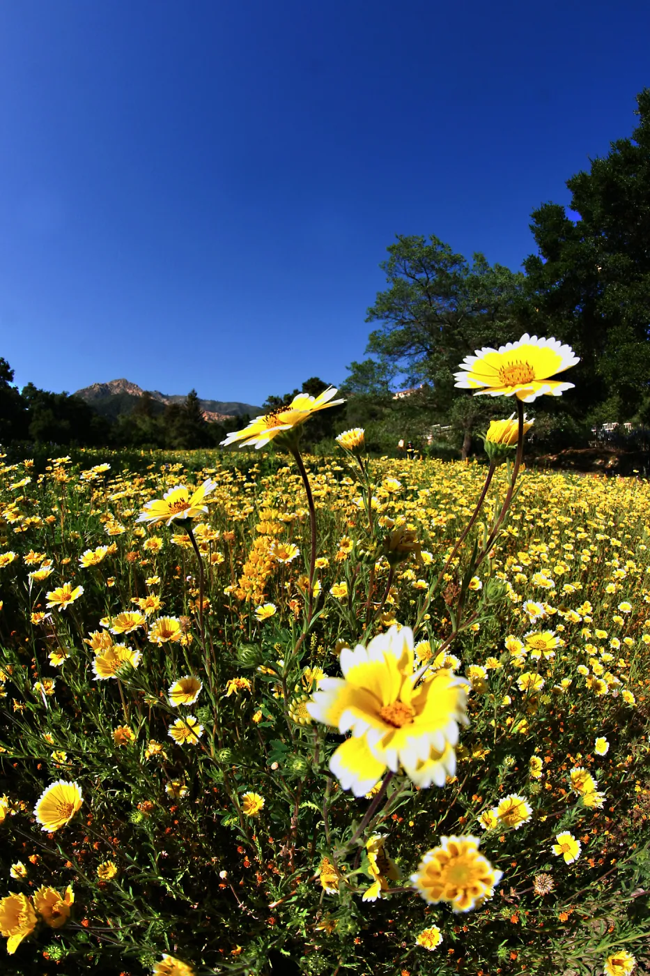 Tidytips in Meadow