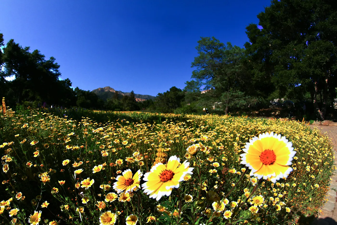 Tidytips in Meadow