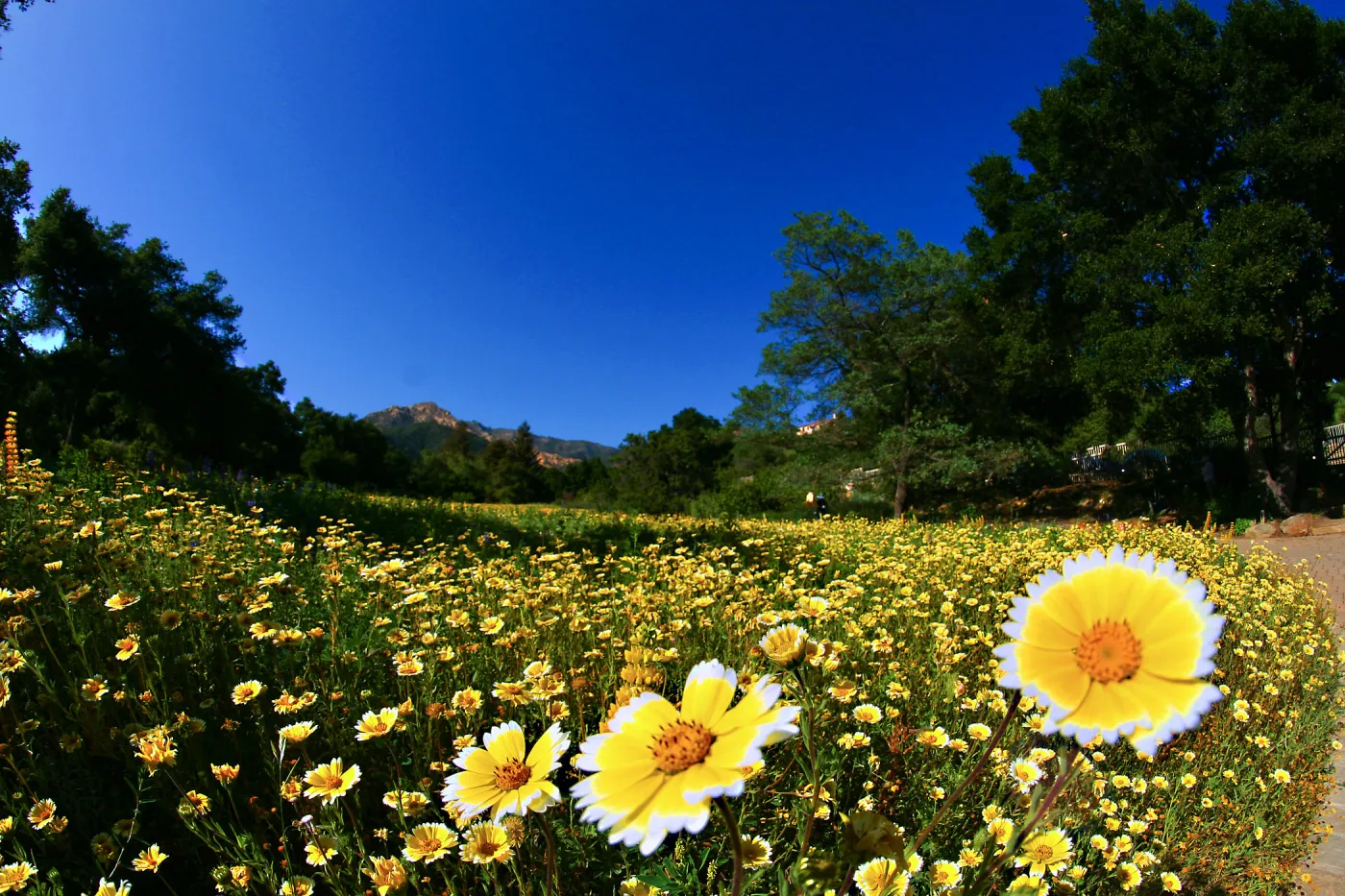 Tidytips in Meadow