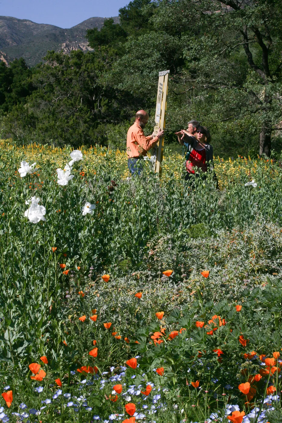 Meadow Repeat Photography Shoot