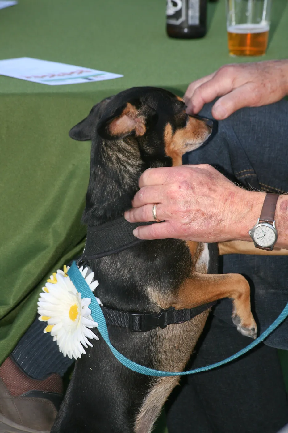 Dog at SBBG Members Picnic 2014