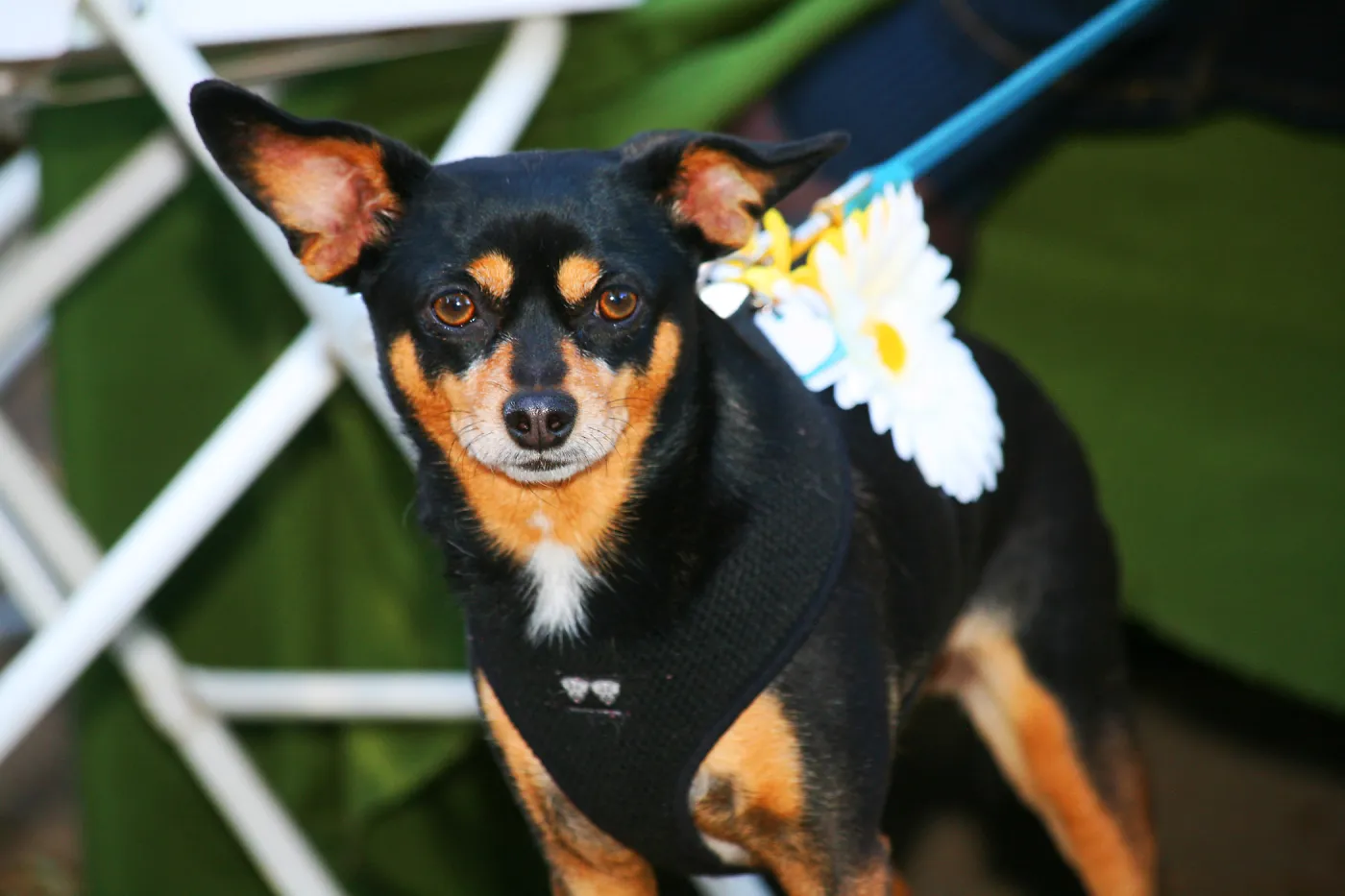 Dog at SBBG Members Picnic 2014