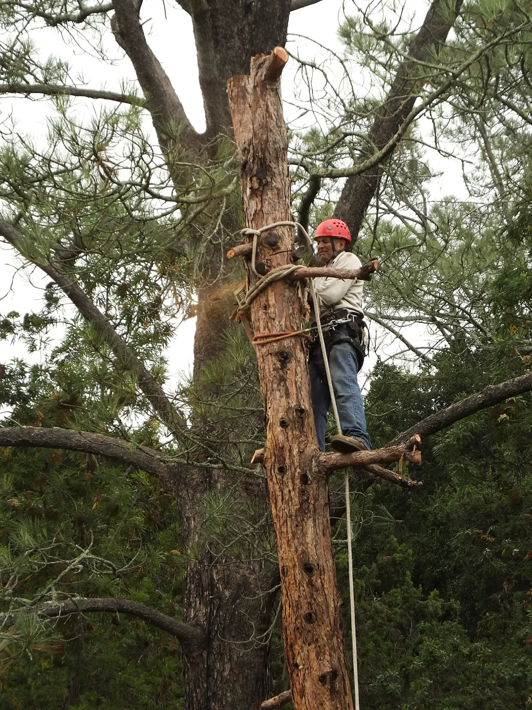 Giant Sequoia Removal
