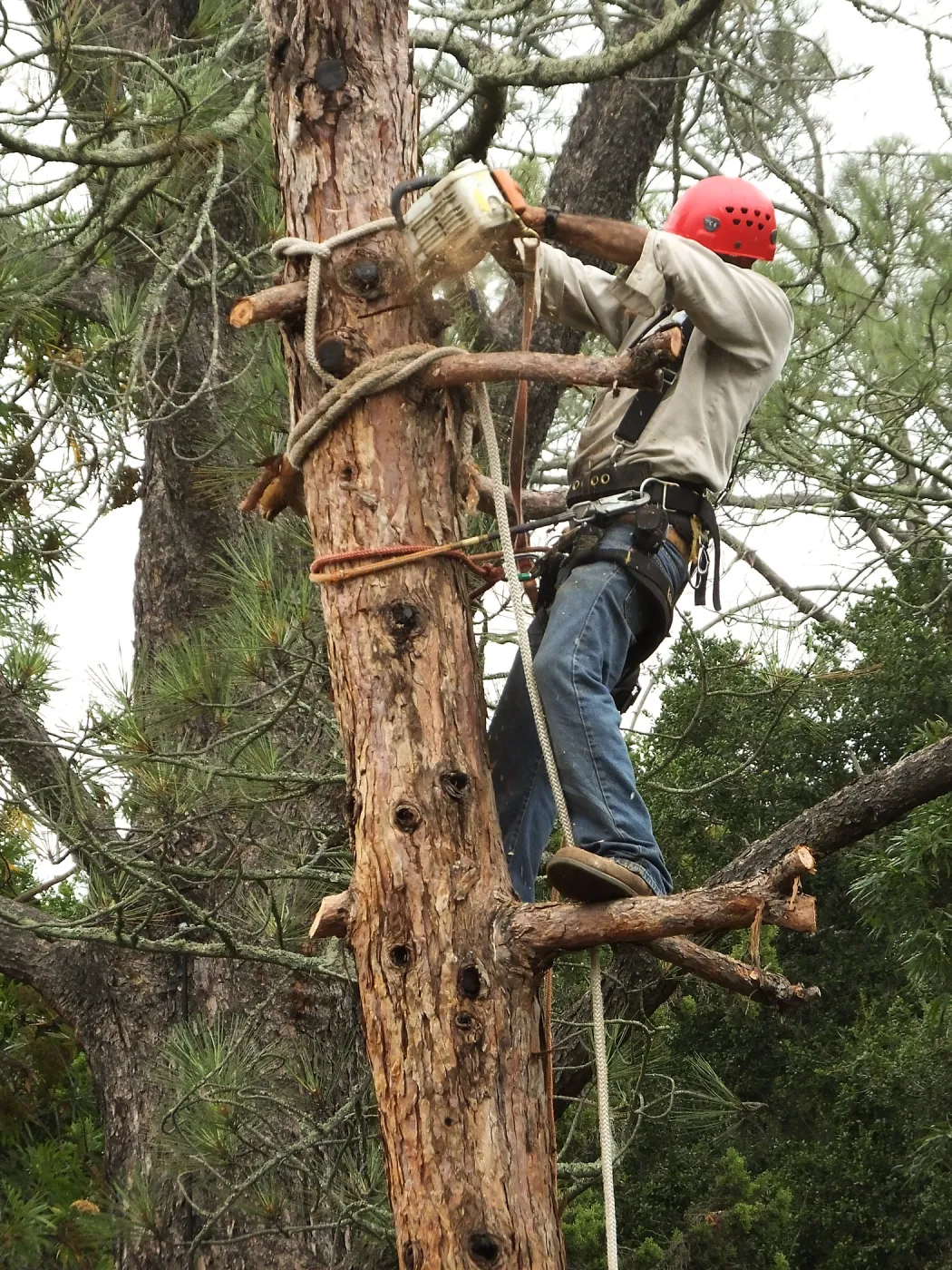 Giant Sequoia Removal