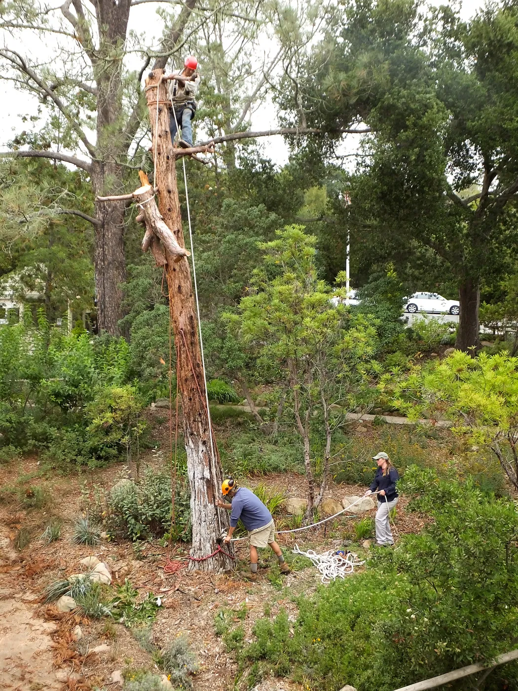 Giant Sequoia Removal