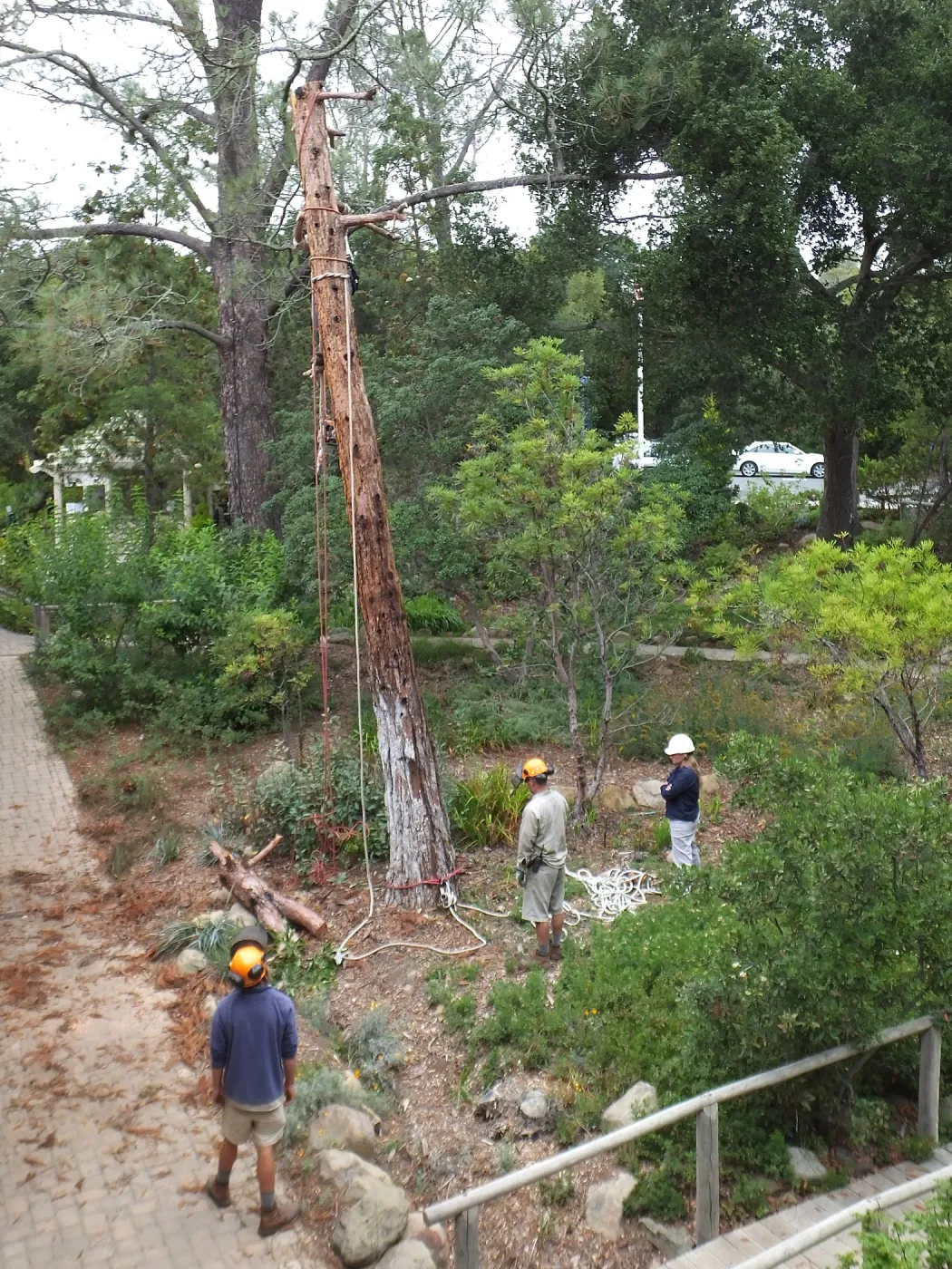 Giant Sequoia Removal