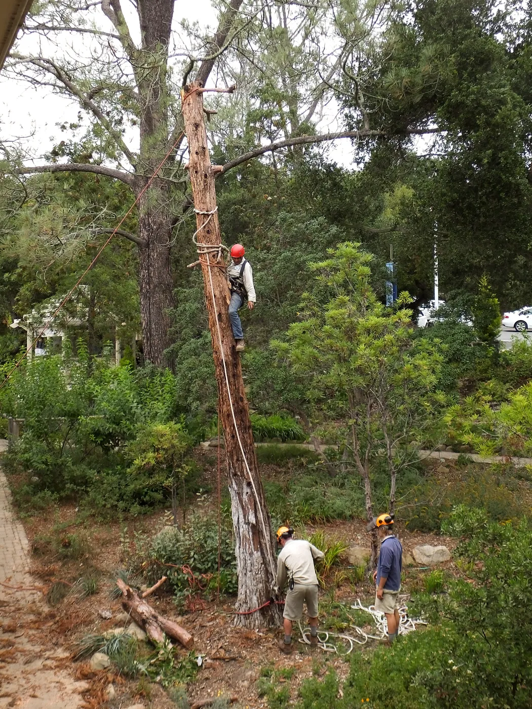 Giant Sequoia Removal