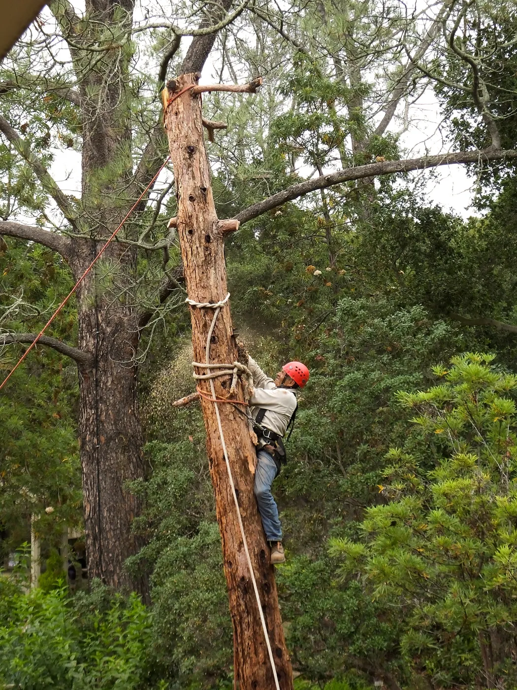 Giant Sequoia Removal