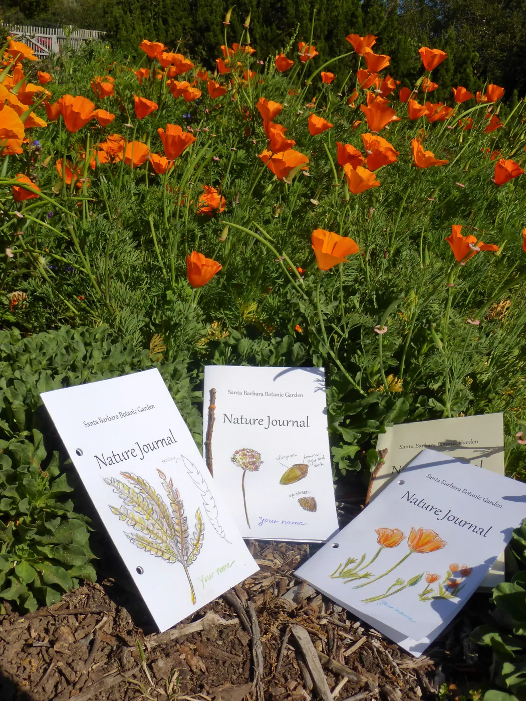 Nature Journals among Poppies