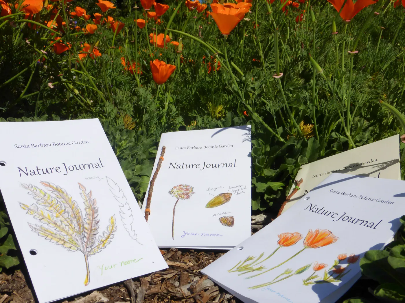 Nature Journals among Poppies