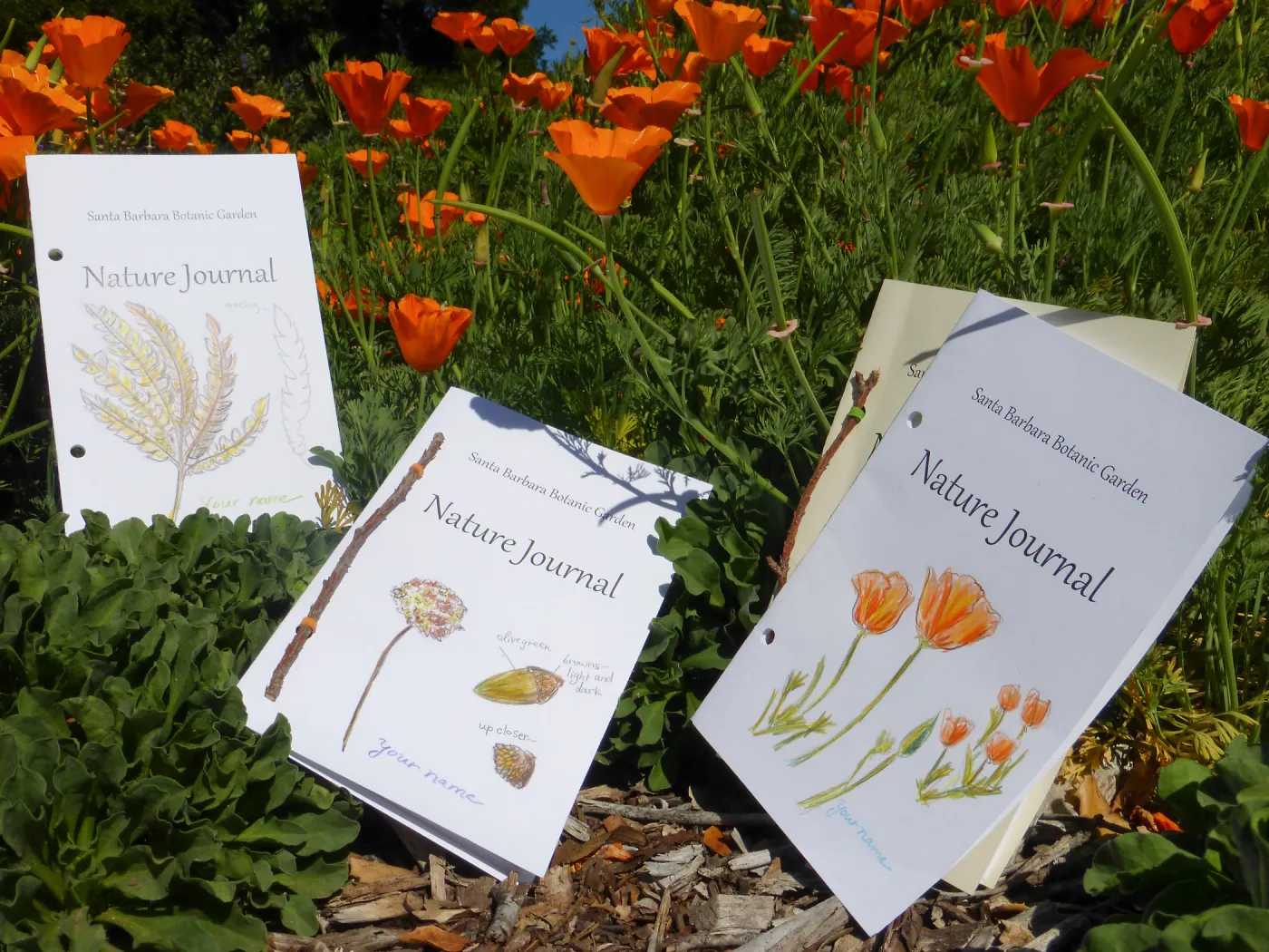 Nature Journals among Poppies