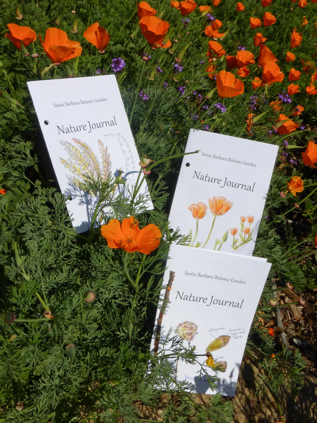 Nature Journals among Poppies