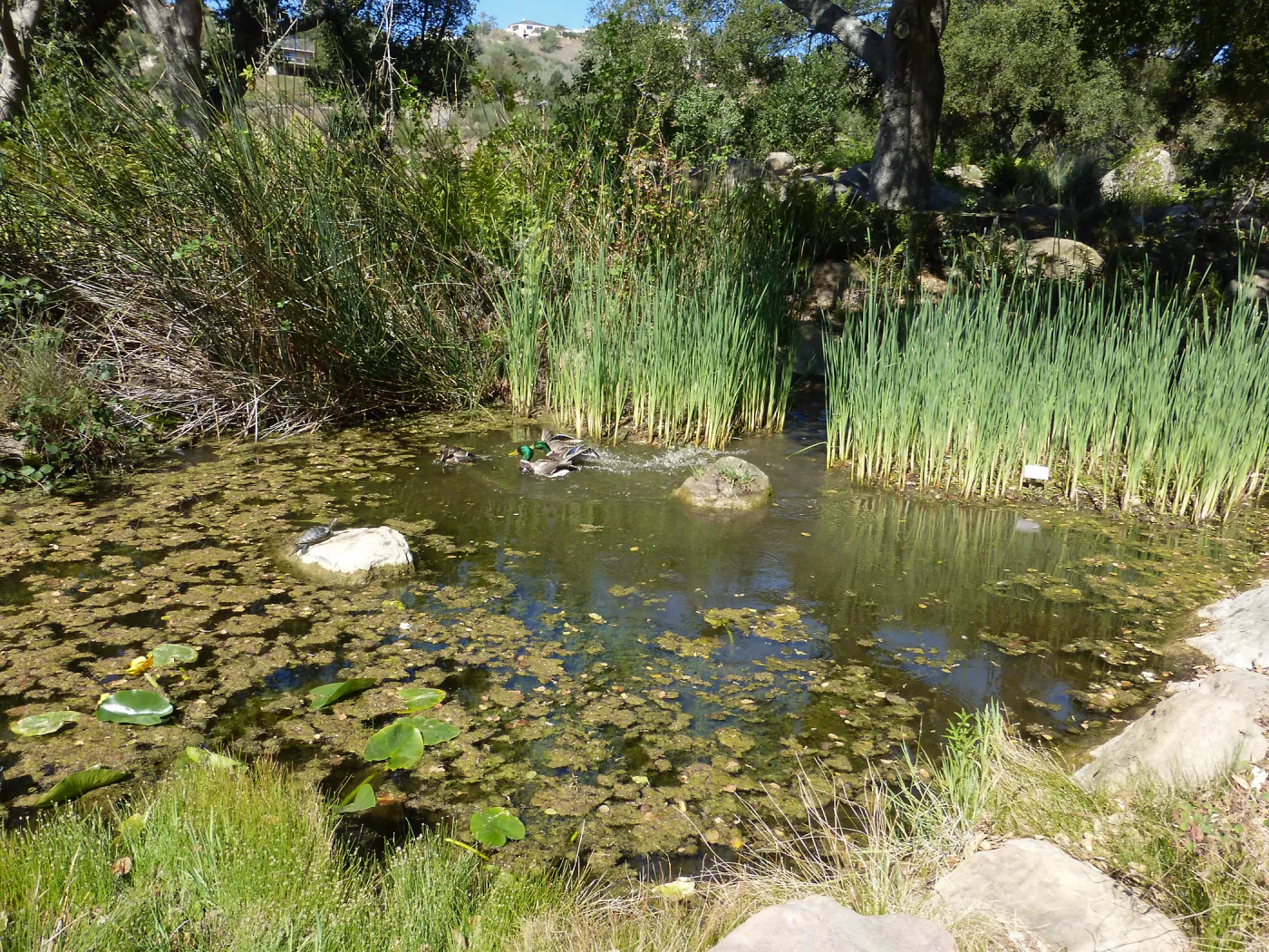 Ducks and Turtles in Pond