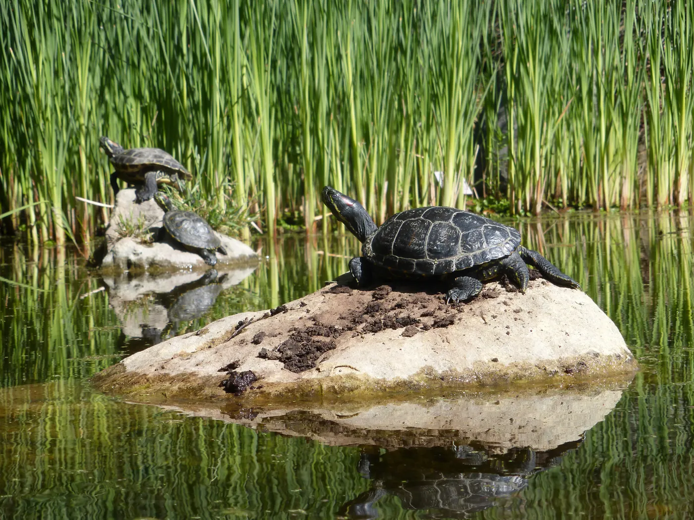 Turtles in Pond