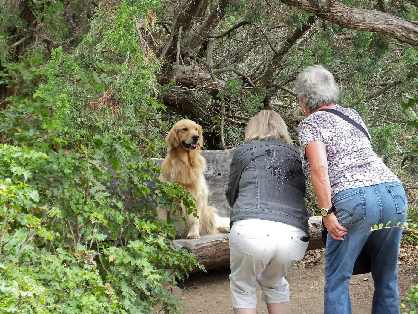 Trails n Tails 2014, Dog Photo Portraits