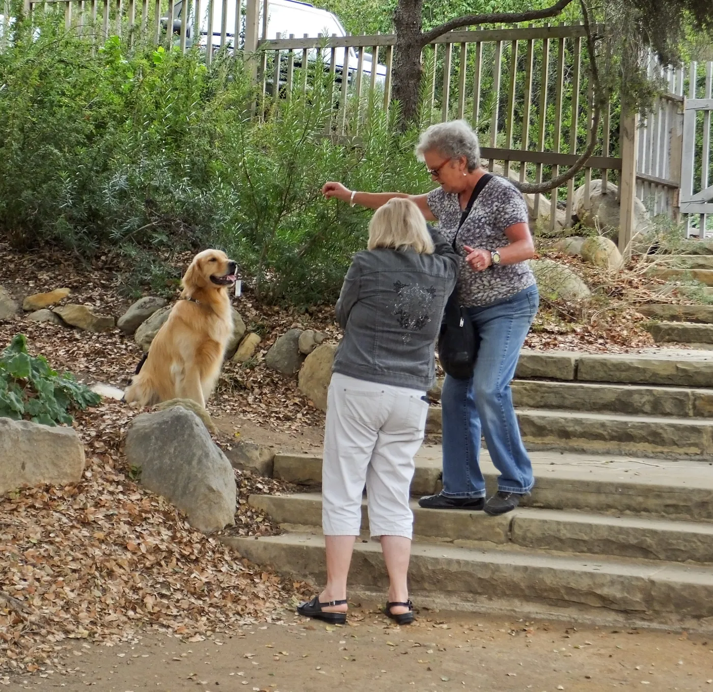 Trails n Tails 2014, Dog Photo Portraits