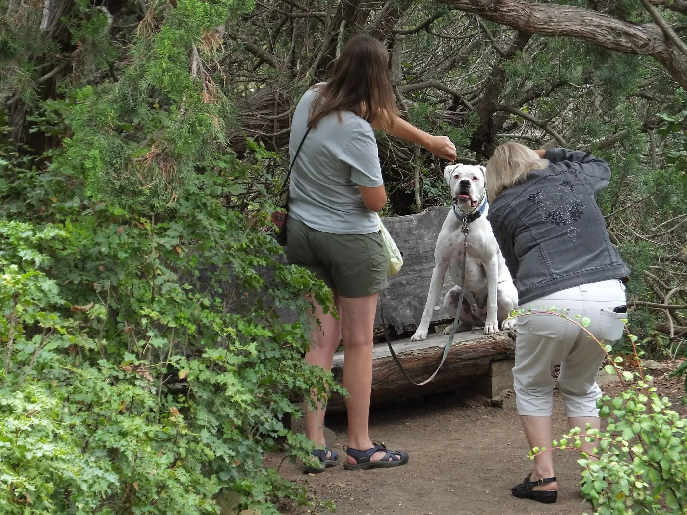 Trails n Tails 2014, Dog Photo Portraits