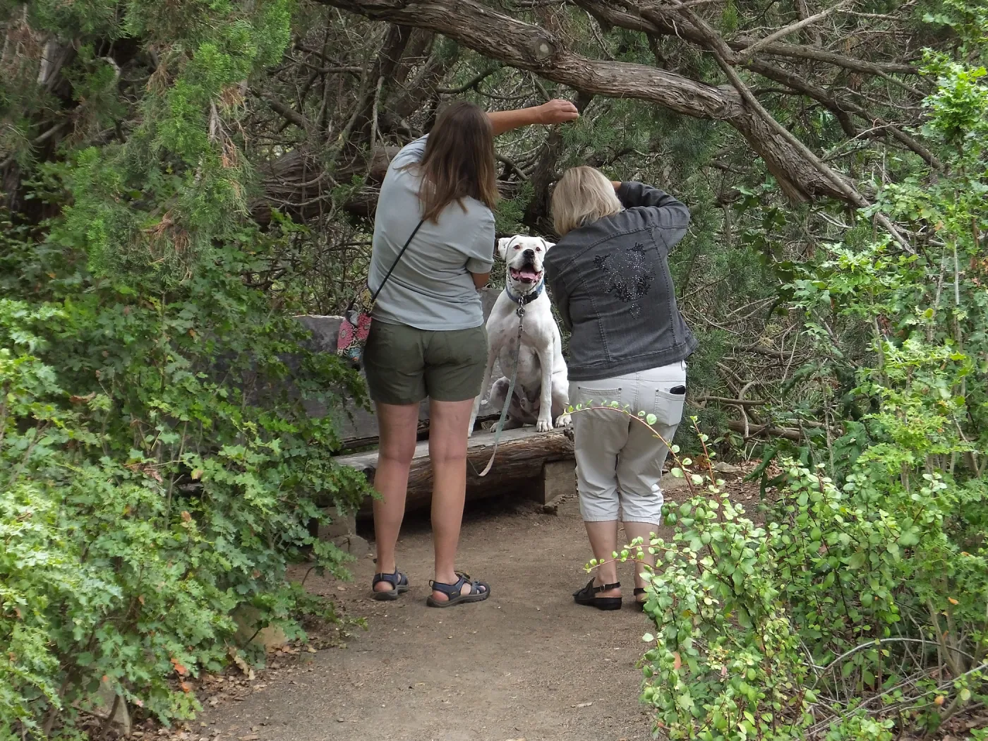 Trails n Tails 2014, Dog Photo Portraits