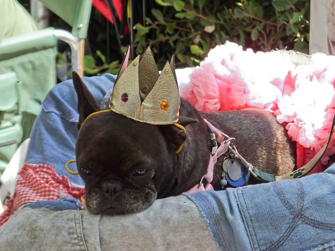 Trails n Tails 2014